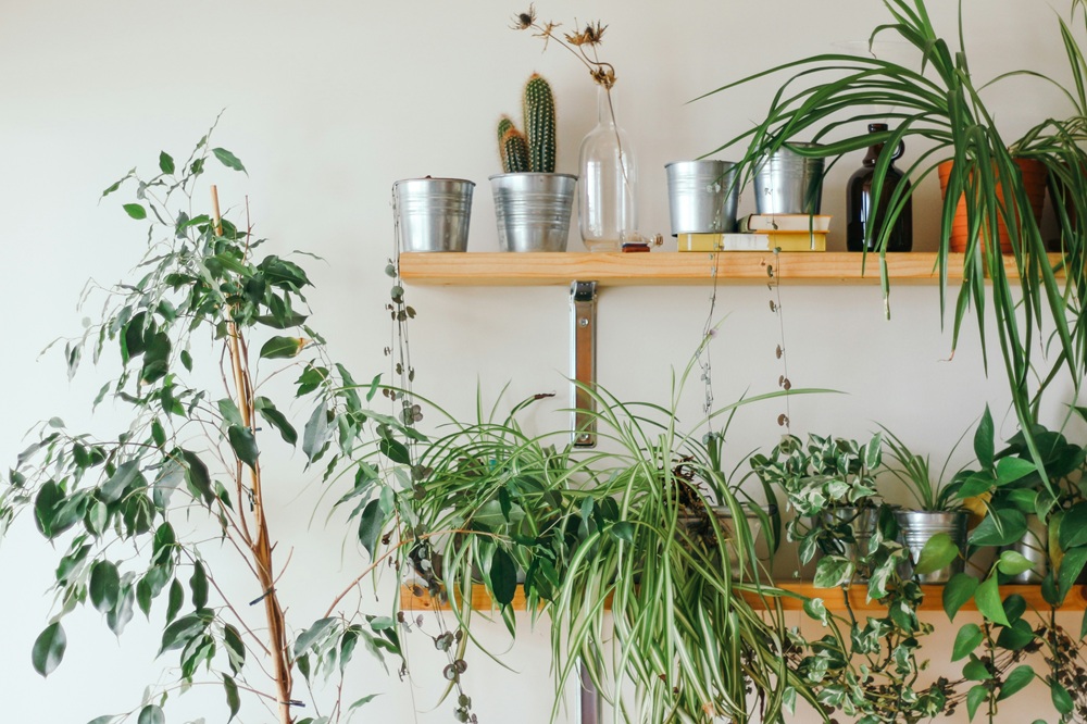 Prateleiras de madeira decoradas com diversas plantas em vasos, incluindo samambaias, heras e cactos, criando um ambiente verde e aconchegante dentro de casa.