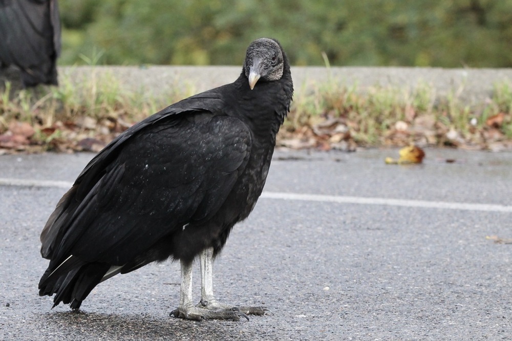 Urubu-de-cabeça-preta pousado em uma estrada, com plumagem preta e cabeça cinza característica escura. Ao fundo, vegetação e borda de asfalto são visíveis.