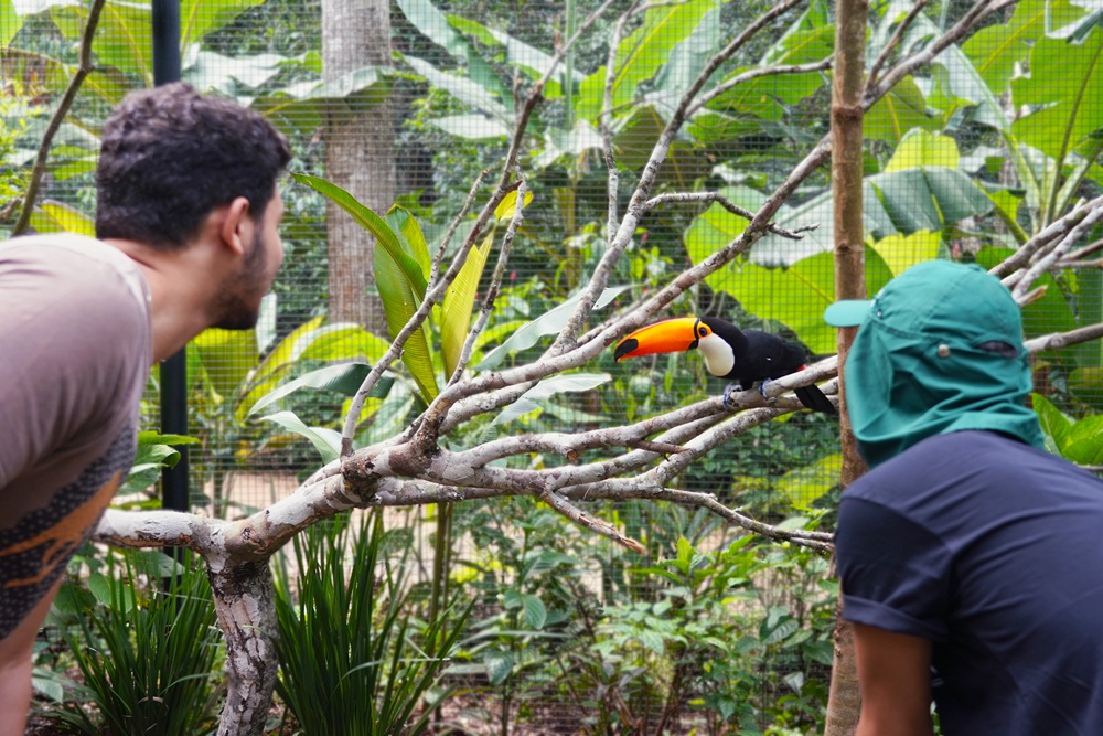 Duas pessoas observam atentamente um tucano-toco pousada em um galho dentro de um viveiro repleto de vegetação, proporcionando um encontro próximo com a natureza.