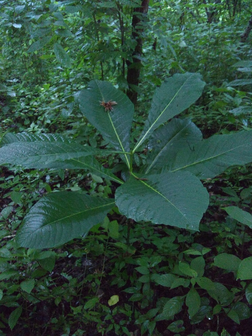 Planta jovem com grandes folhas verdes em meio à vegetação densa da floresta. Sobre uma das folhas, uma aranha misteriosa, destacando a interação entre fauna e flora no ambiente natural.