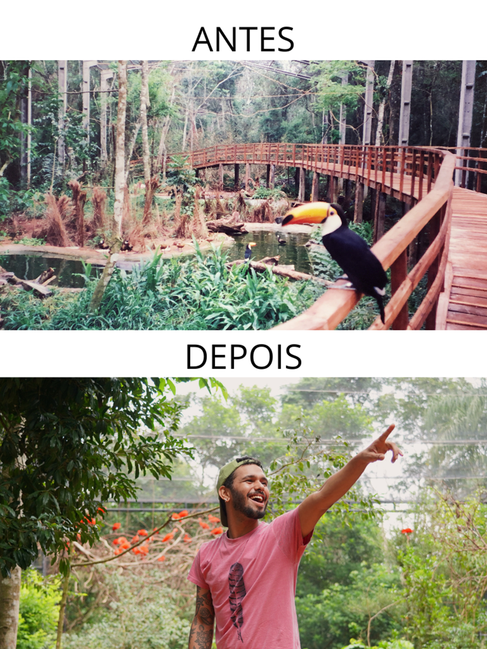 Comparação entre duas imagens do Viveiro Aves de Rios e Manguezais no Parque das Aves. A imagem superior, marcada como "ANTES", mostra a passarela de madeira original com um tucano pousado. A imagem inferior, marcada como "DEPOIS", retrata um visitante sorrindo e apontando no ambiente reformado, com vegetação mais densa e guarás no fundo.