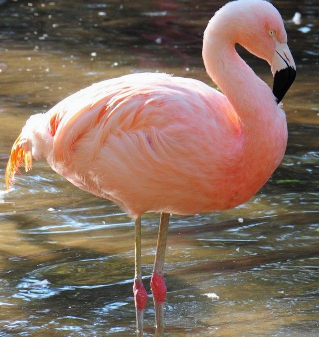 Discover the history of flamingos at Parque das Aves