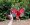 Uma mulher usando um vestido vermelho posa em frente a uma escultura de asas de borboleta gigantes coloridas. Ela sorri enquanto uma outra pessoa tira uma foto dela com um celular. Ao fundo, há uma vegetação densa com flores e plantas tropicais.