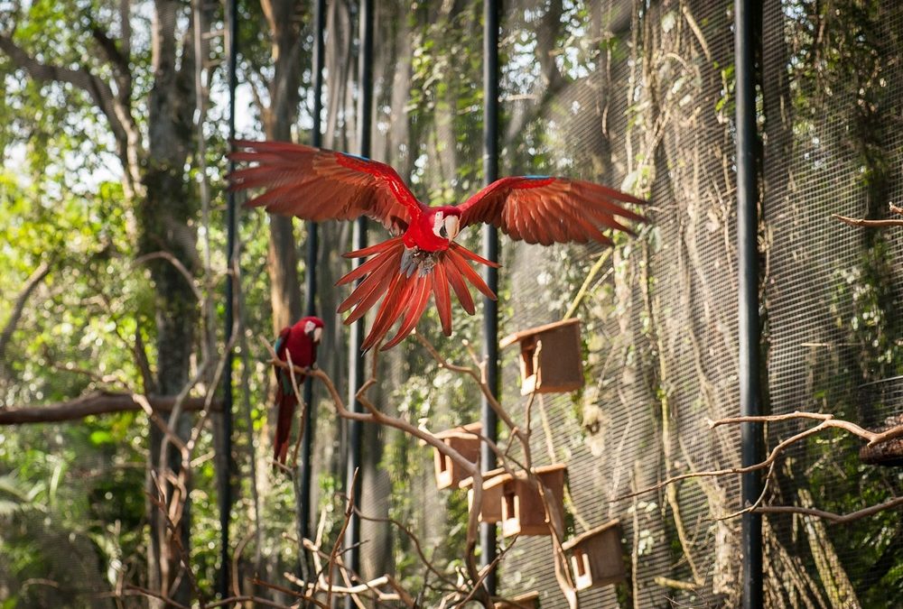 Últimos dias de entrada gratuita para moradores de Foz do Iguaçu no Parque das Aves