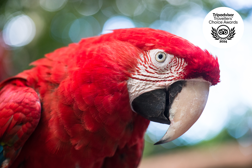 Parque das Aves recebe selo Travellers’ Choice 2024 e lidera lista do TripAdvisor