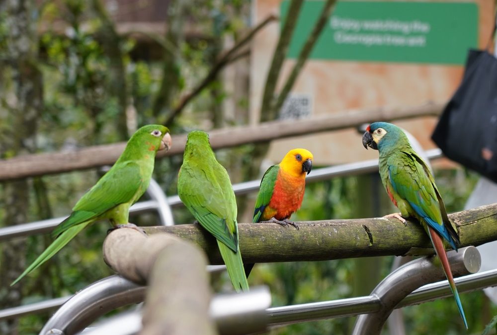 Parque das Aves participa do 47º Congresso da AZAB