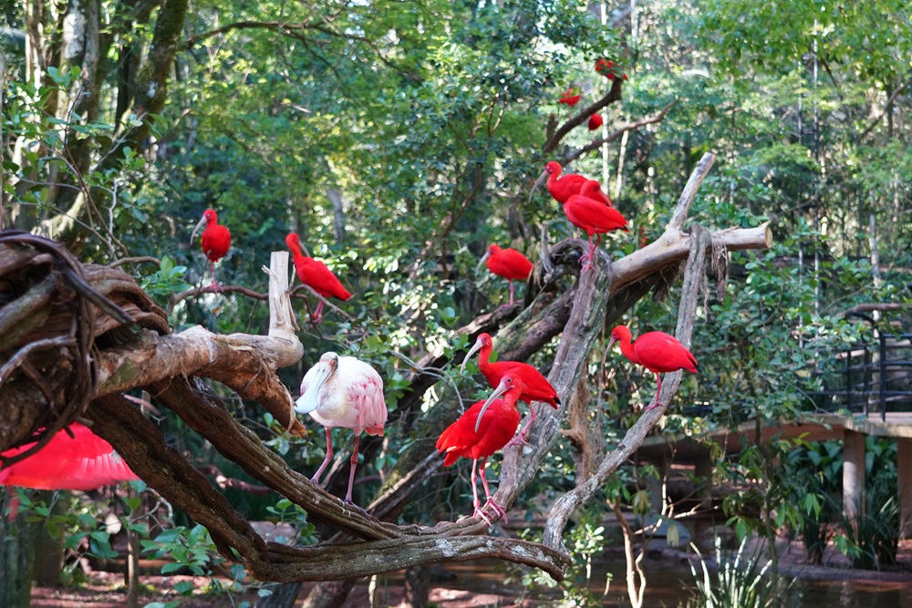 Parque das Aves celebra o Dia de Proteção aos Manguezais