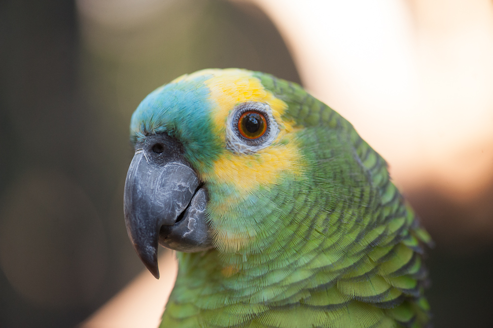 Parque das Aves comemora o Dia Nacional do Papagaio com atividades especiais em Foz do Iguaçu