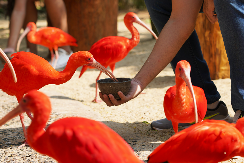 Visitantes podem voltar a vivenciar a experiência imersiva Conecta, do Parque das Aves