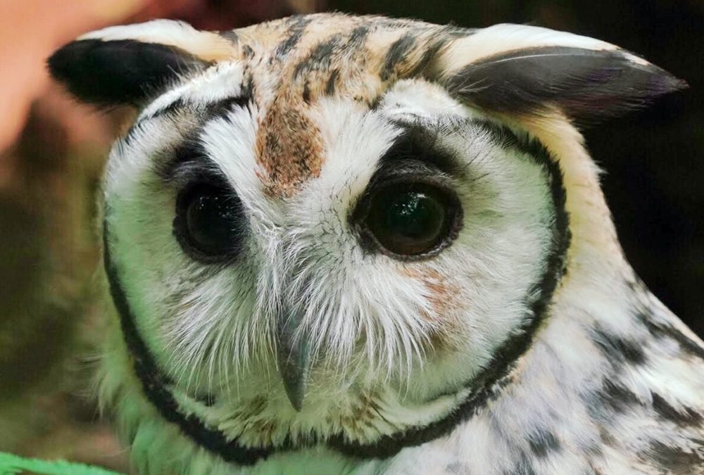 Parque das Aves celebra Dia Internacional da Conscientização sobre as Corujas com evento para visitantes