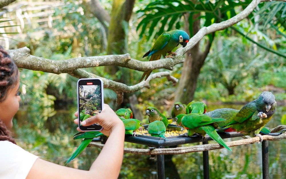 Turista tira uma foto de um grupo de periquitos verdes empoleirados e se alimentando em uma bandeja em uma árvore.