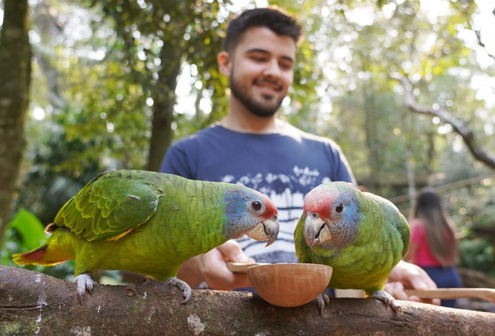 Um jovem segurando uma tigela enquanto dois papagaios verdes se alimentam em um galho em primeiro plano.