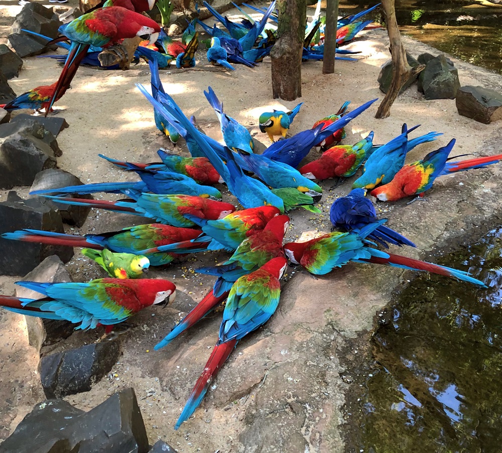 Grupo de araras coloridas se alimentando no chão do viveiro de imersão no Parque das Aves.