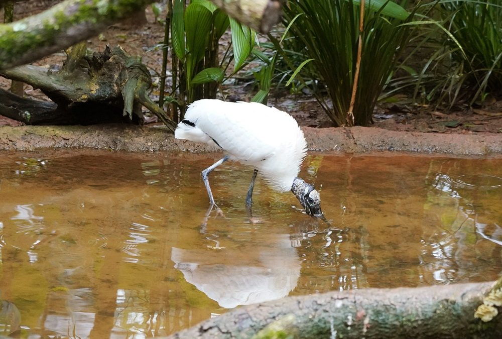 Parque das Aves participa do IV Encontro Técnico Nacional de Centros de Triagem e Reabilitação de Animais Silvestres