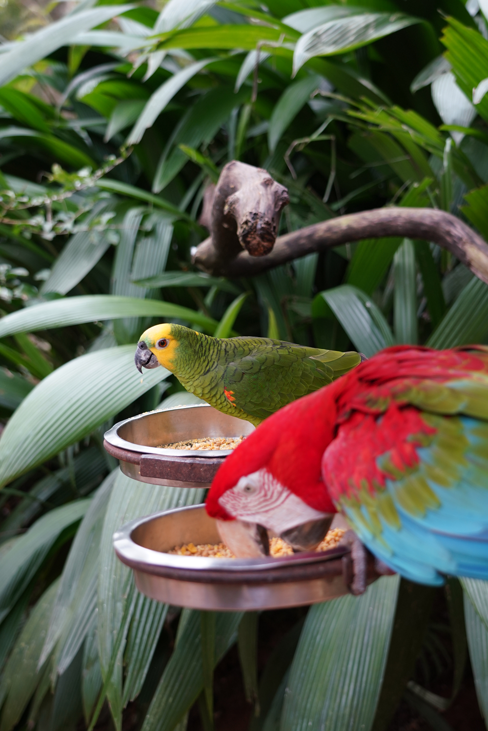 Uma arara-vermelha e um papagaio-verdadeiro comendo em recipientes de metal, cercados por folhagens tropicais.