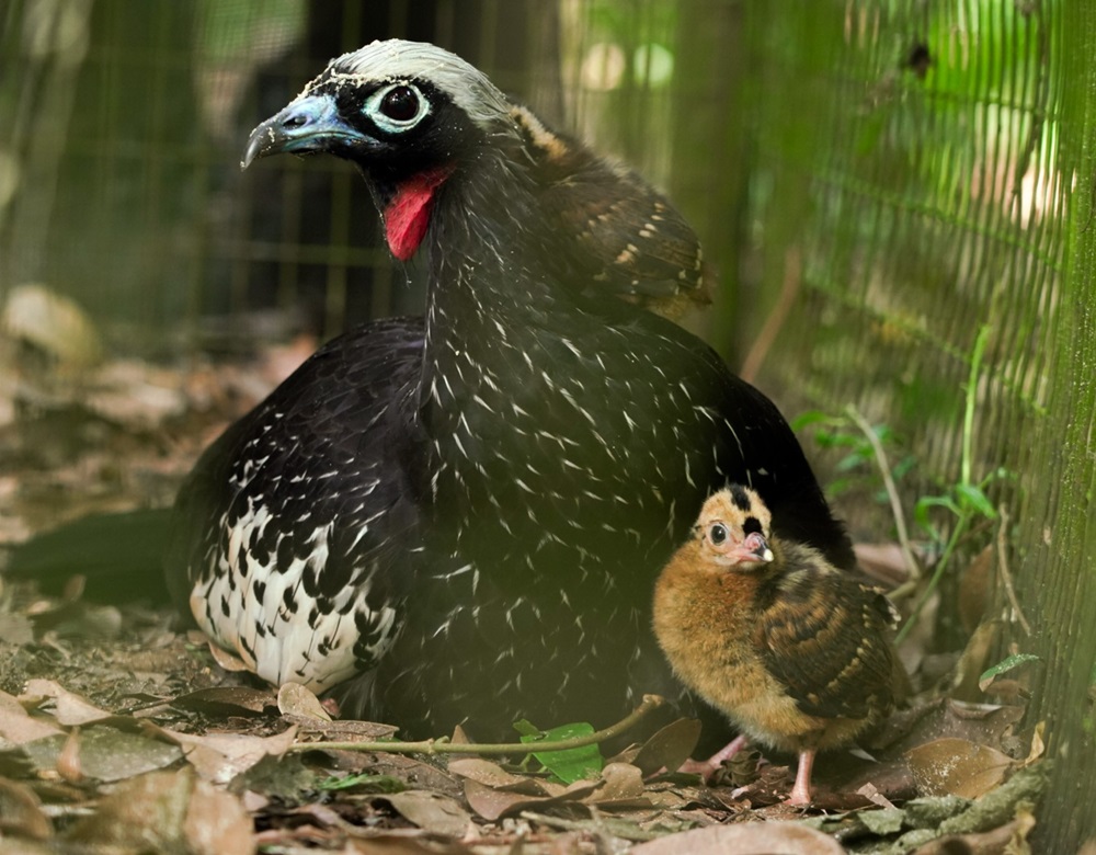 Uma mãe jacutinga cuida de seu pequeno filhote. A jacutinga, com plumagem preta e detalhes brancos, reservada em meio às folhas secas da floresta, enquanto o filhote, com plumagem castanha e traços mais claros, observe atentamente o ambiente.