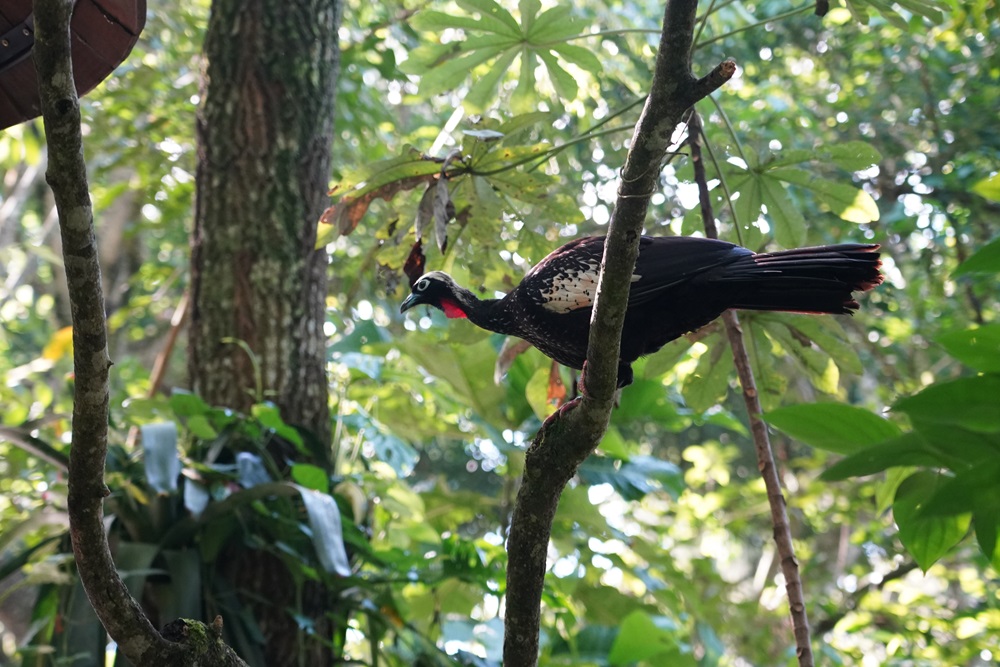 Uma bela jacutinga relacionada em um galho, rodeada pelos vegetação exuberantes da Mata Atlântica. Com sua plumagem preta e branca, a ave parece vigilante, evidenciando o compromisso do Parque das Aves com a conservação dessa espécie ameaçada.