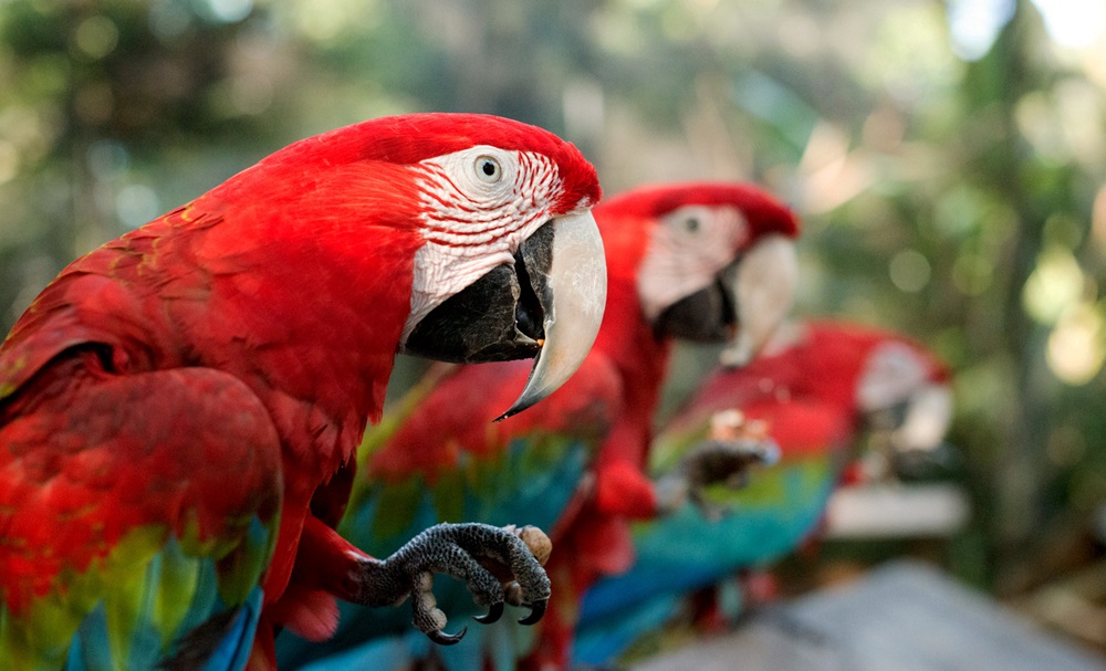 Parque das Aves participa do 79º Congresso da WAZA em Sydney para fortalecer ações de conservação global