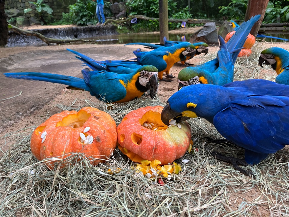 Várias araras-azuis e araras-canindé ao redor de duas abóboras decoradas para o Halloween, alimentando-se das frutas dispostas ao redor delas.