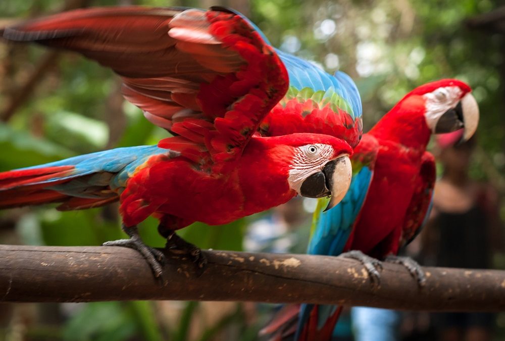 Parque das Aves bate recorde histórico de visitação em outubro