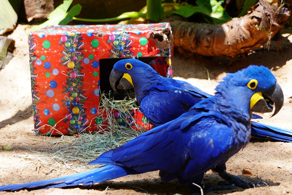 Enriquecimento Ambiental no Parque das Aves