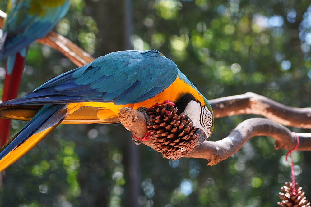 Parque das Aves celebra o tradicional Natal das Aves com enriquecimento temático no dia 23 de dezembro