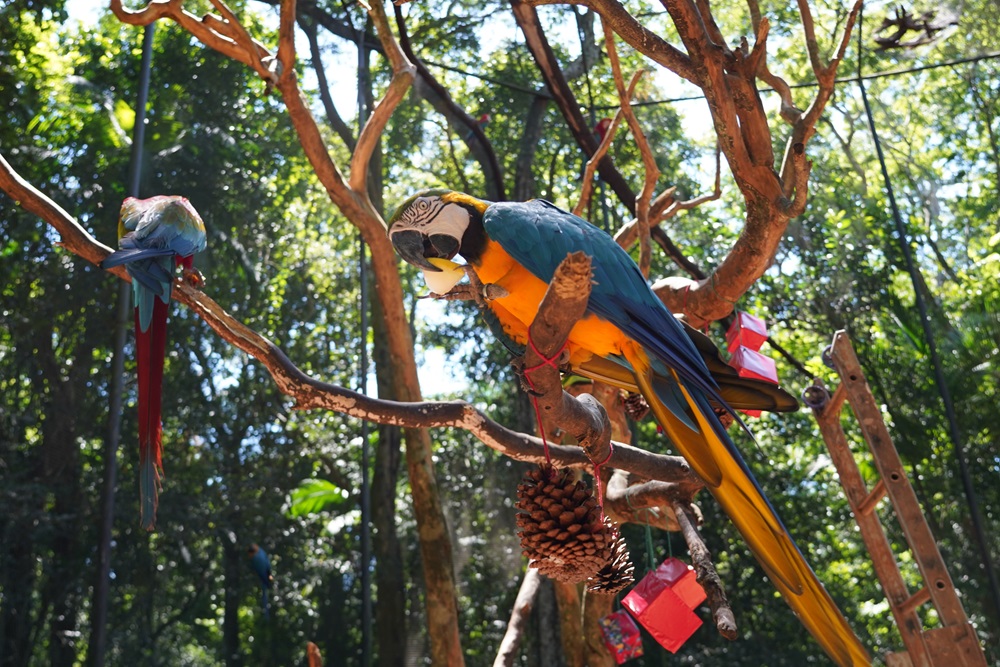 Arara-canindé em enriquecimento ambiental no Parque das Aves