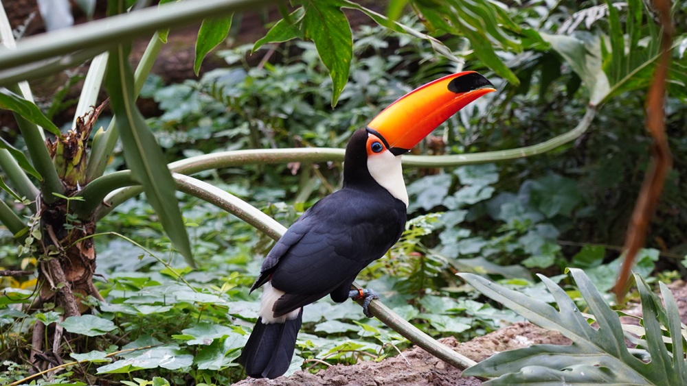 Tucano-toco com plumagem preta, branca e bico laranja vibrante, pousado em um galho em meio à vegetação densa e verde ao nível do solo.