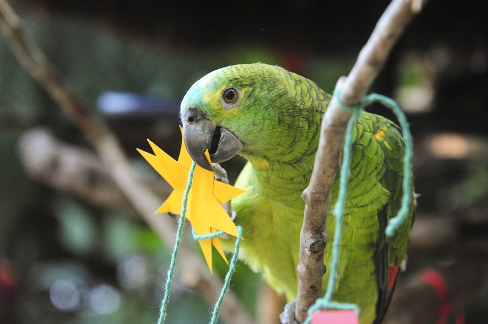 Parque das Aves celebra o tradicional Natal das Aves com enriquecimento temático no dia 23 de dezembro