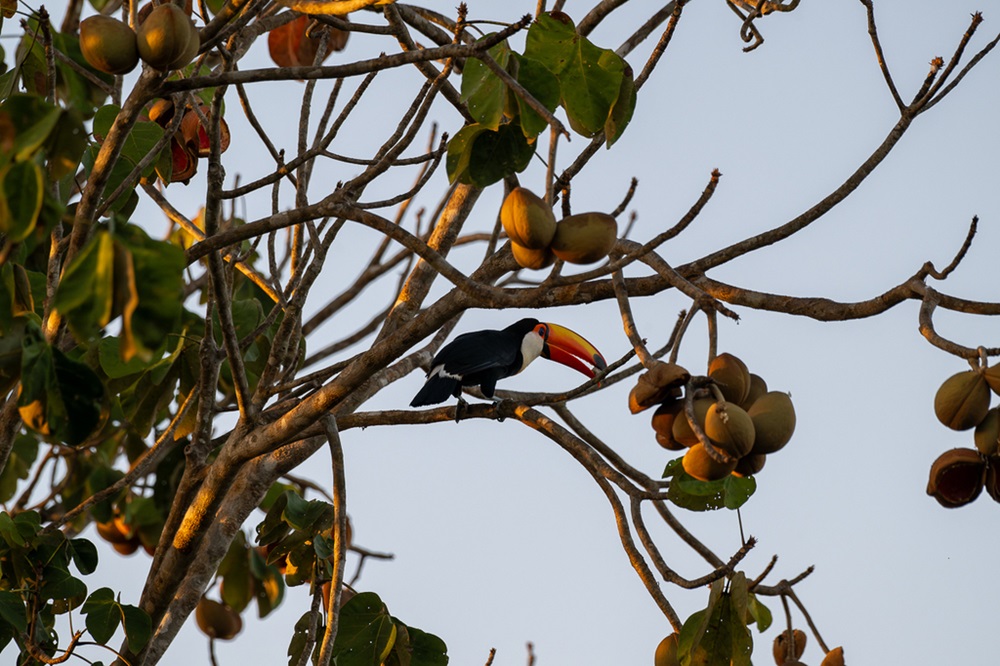 Tucano-toco pousado em um galho alto de uma árvore com frutos e folhas verdes, iluminado pela luz do sol. Céu claro ao fundo.