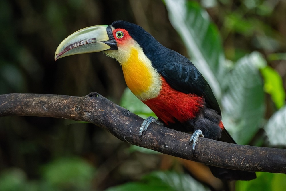 Tucanos-de-bico-verde pousado em um galho, com plumagem preta, amarela e vermelha vibrante, e bico característico verde com detalhes escuros. Fundo desfocado com vegetação tropical.