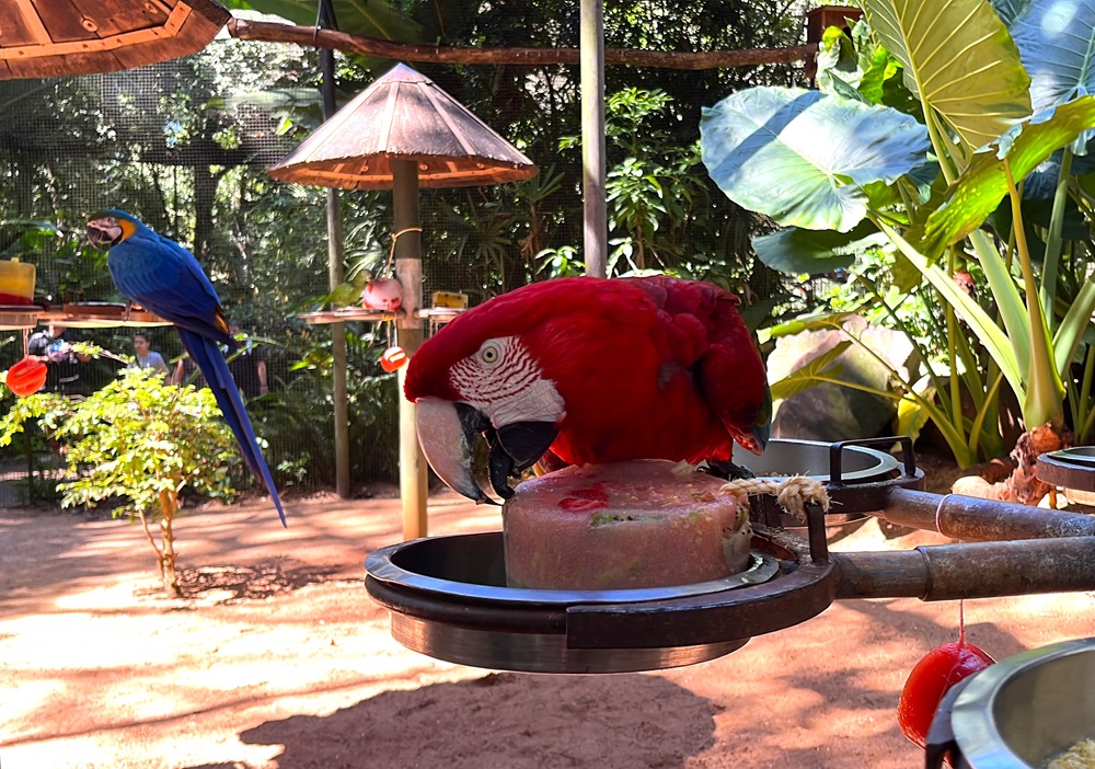 Arara-vermelha saboreando um bloco de enriquecimento ambiental temático de verão com frutas congeladas em um suporte dentro do viveiro.