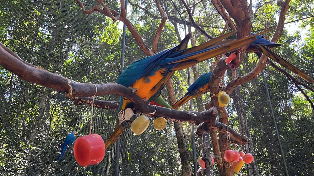 Arara-canindé se alimentando de enriquecimento ambiental temático de verão, com frutas congeladas penduradas em galhos dentro do viveiro