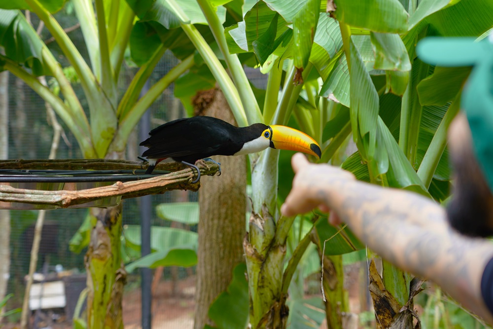 Novidade em Foz do Iguaçu: Parque das Aves inaugura viveiro para abrigar tucanos