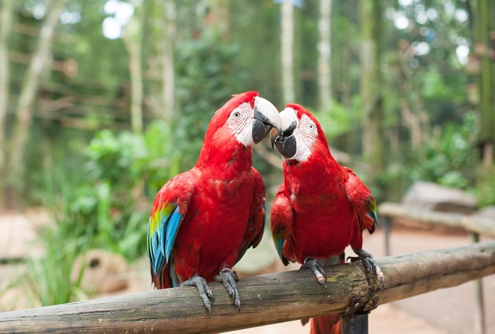 Parque das Aves inicia 2025 com recorde de visitação em janeiro